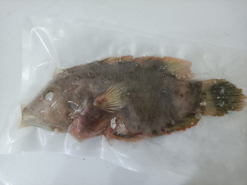 西沙彩眉鱼西沙群岛珊瑚礁鱼彩眉潜水海捕品种保证