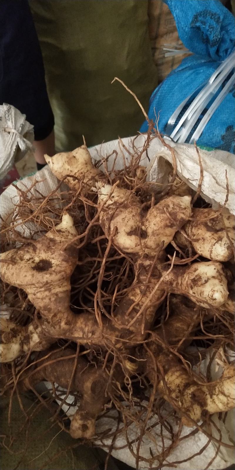高杆多花姜型不到苗黄精，产量高，品种纯正，个头大优质产品