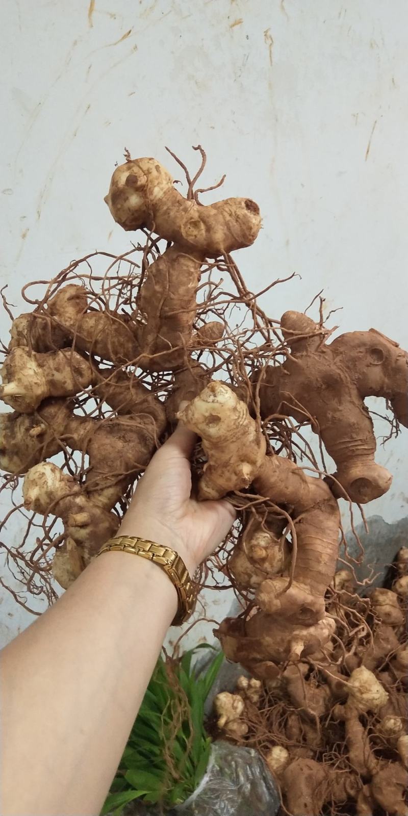 高杆多花姜型不到苗黄精，产量高，品种纯正，个头大优质产品