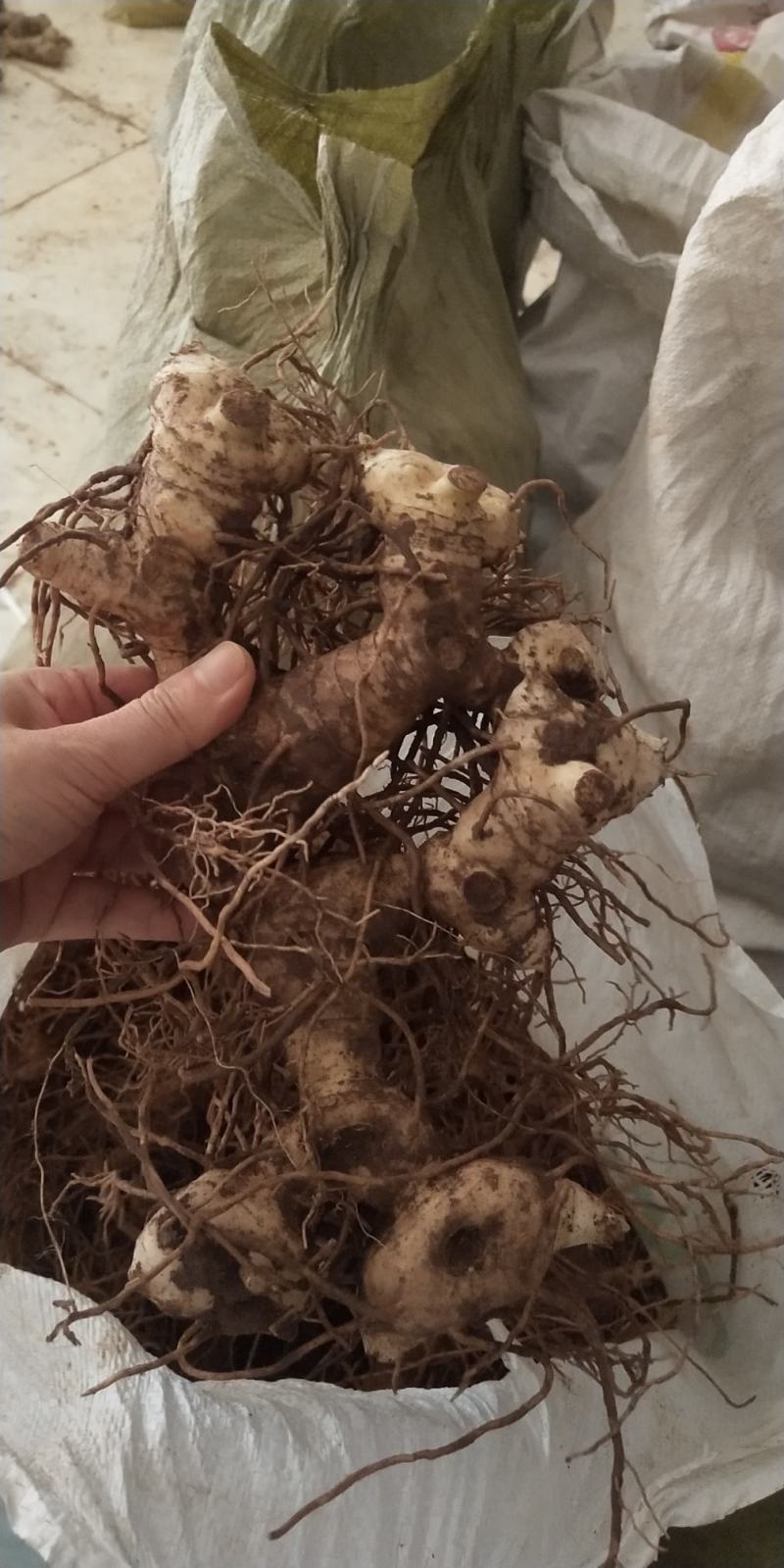 高杆多花姜型不到苗黄精，产量高，品种纯正，个头大优质产品
