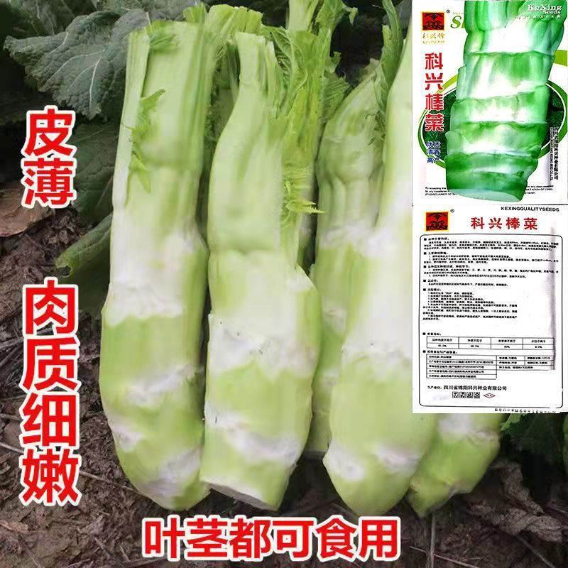 棒菜种子四川特色大棒菜春秋季农家种植薄皮棒菜种籽花叶芥菜