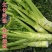 棒菜种子四川特色大棒菜春秋季农家种植薄皮棒菜种籽花叶芥菜