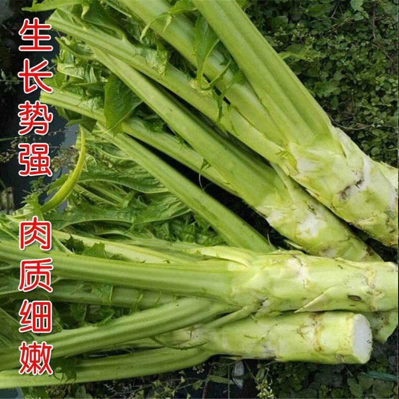 棒菜种子四川特色大棒菜春秋季农家种植薄皮棒菜种籽花叶芥菜