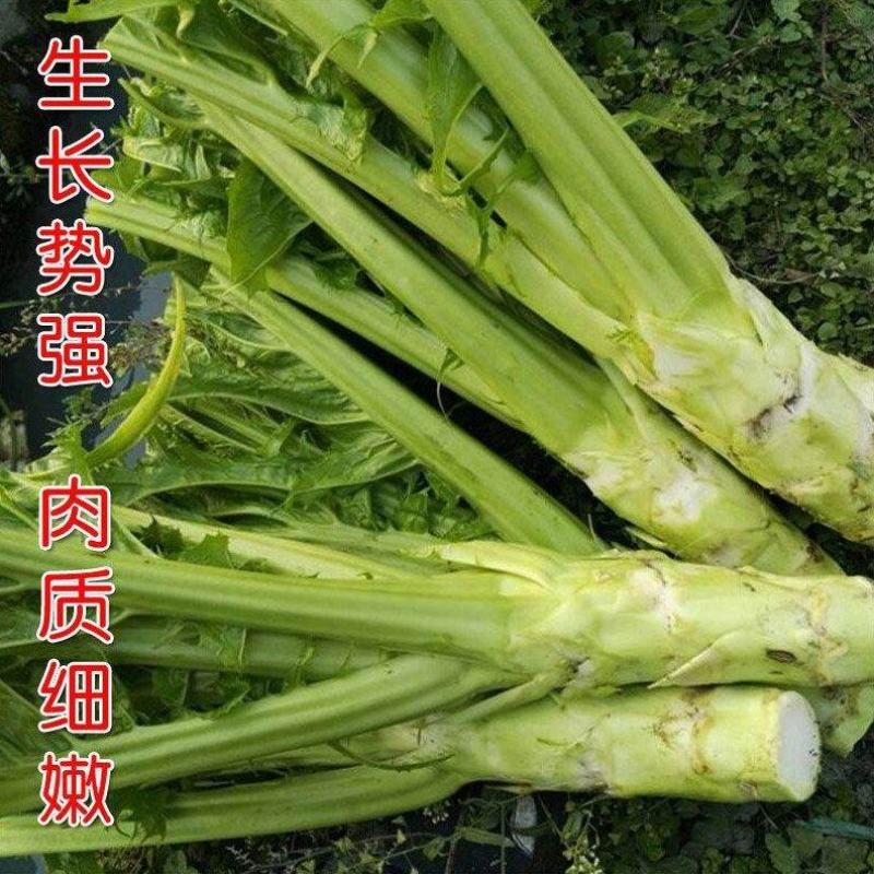 棒菜种子四川特色大棒菜春秋季农家种植薄皮棒菜种籽花叶芥菜