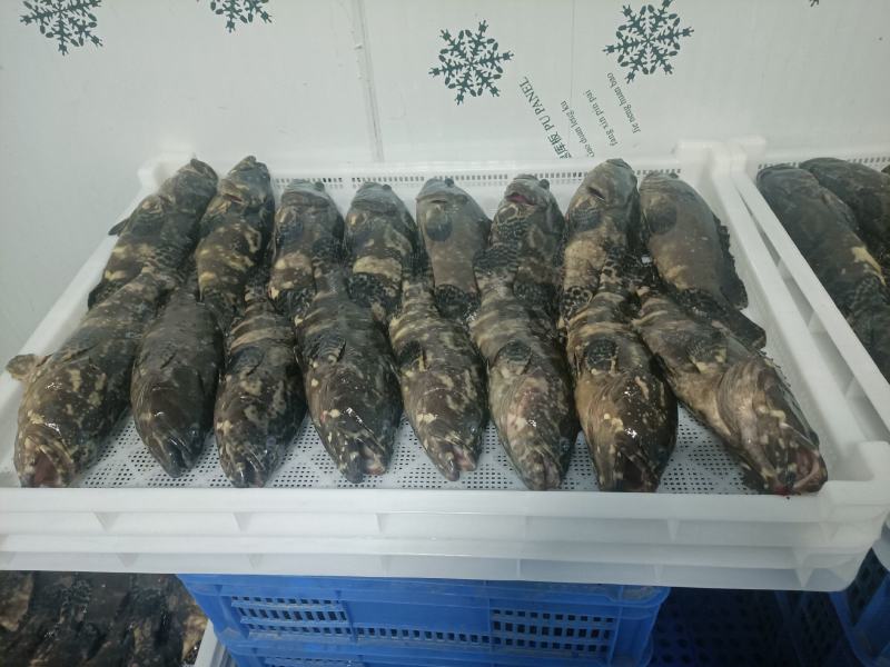 石斑鱼海南石斑鱼批发珍珠龙胆斑基地直发