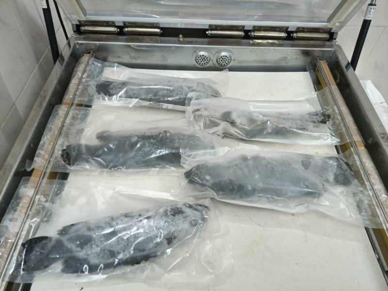 石斑鱼海南石斑鱼批发珍珠龙胆斑基地直发