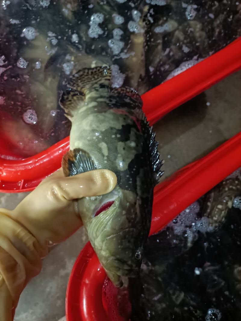 石斑鱼海南石斑鱼批发珍珠龙胆斑基地直发