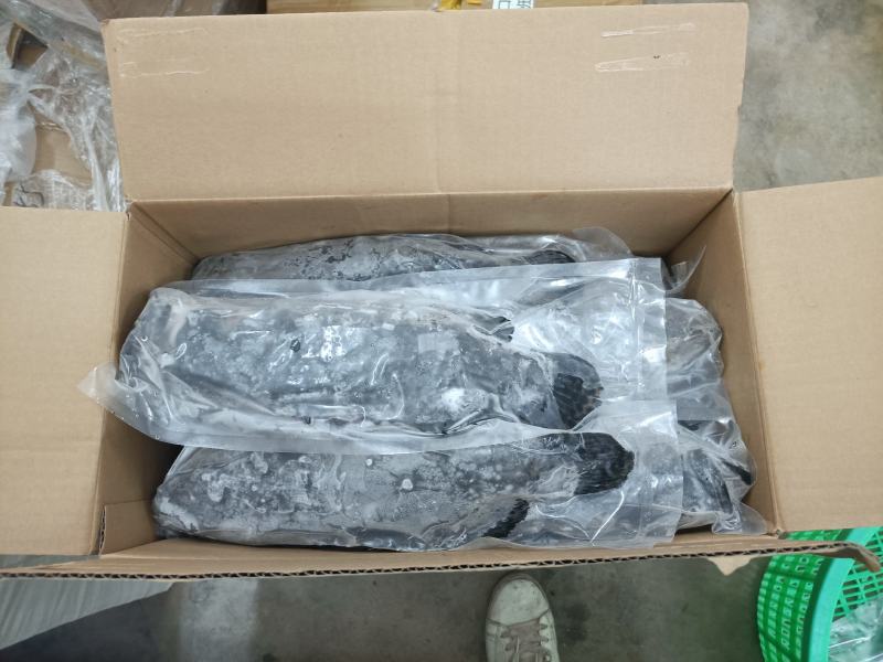 石斑鱼海南石斑鱼批发珍珠龙胆斑基地直发