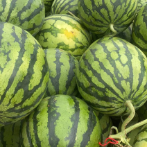 大棚西瓜🍉