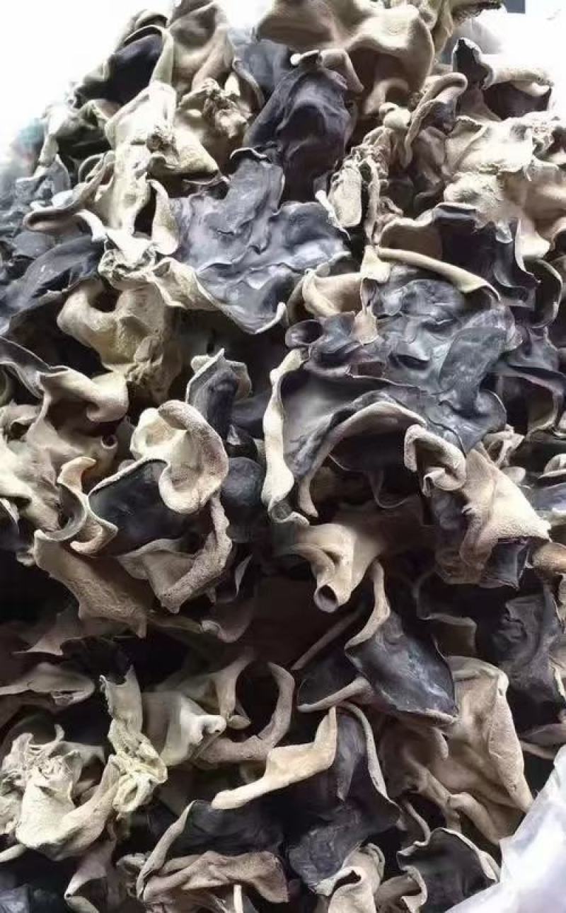 毛木耳，大包装批发售卖农产品木耳