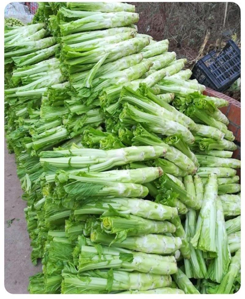 棒菜种子四川特色大棒菜春秋季农家种植薄皮棒菜种籽花叶芥菜