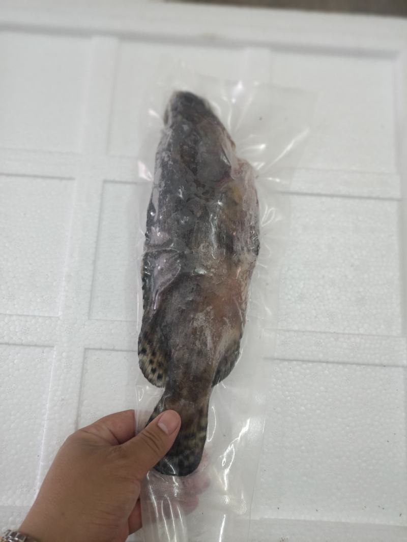 三去老虎斑缺氧三去珍珠斑，老虎斑鱼极冻冷冻珍珠斑销售