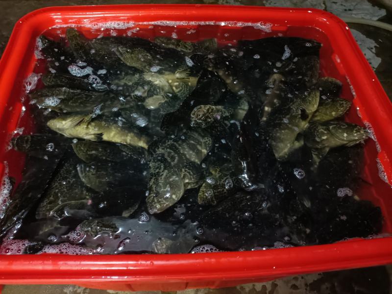 三去老虎斑缺氧三去珍珠斑，老虎斑鱼极冻冷冻珍珠斑销售