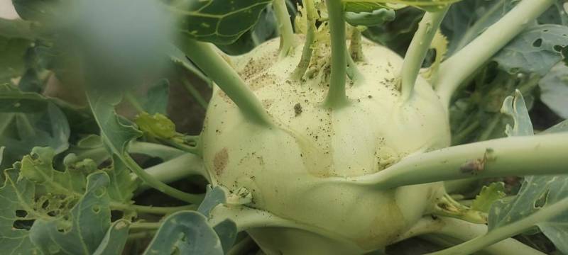 苤蓝疙瘩