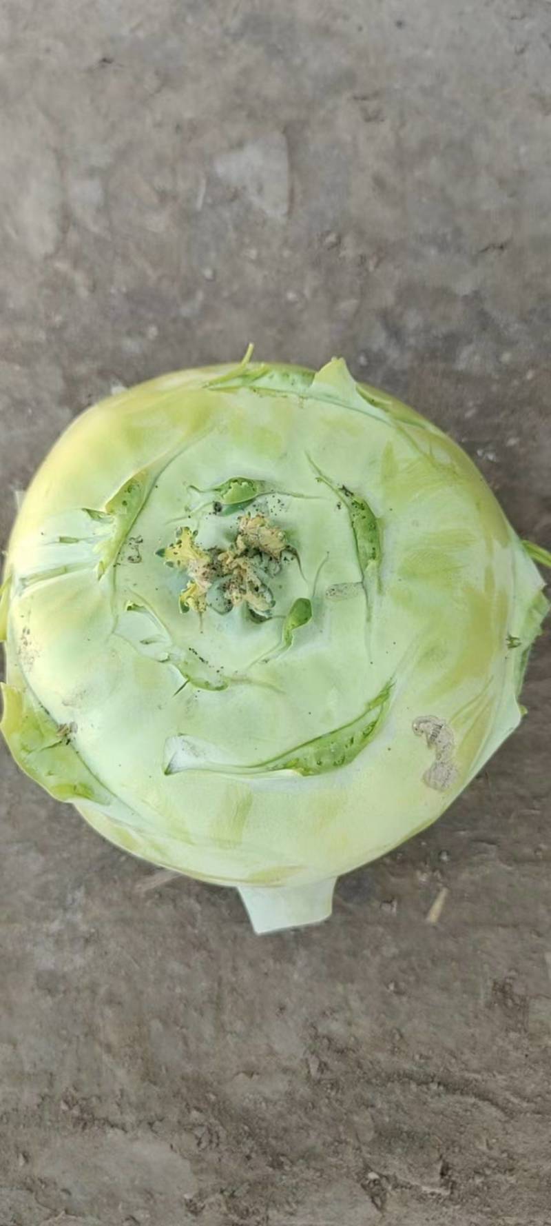 苤蓝疙瘩