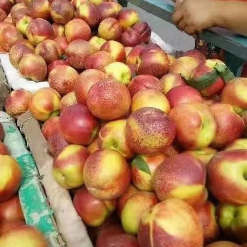 露天油桃批发黄皮黄心露天油桃大量上市一手货源全国发货