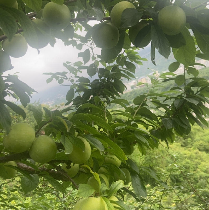桃花李