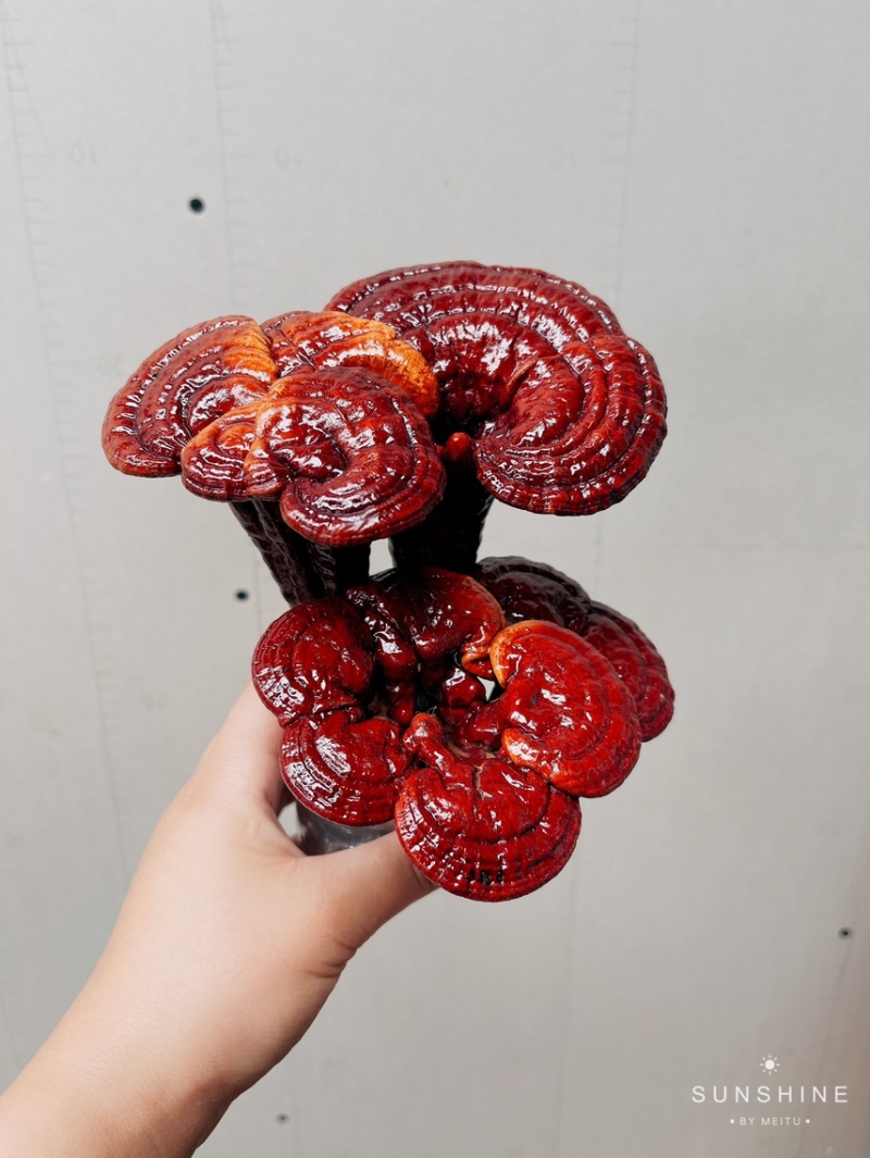 灵芝盆景林芝盆栽观赏植物高端大气上档次，送礼佳品。