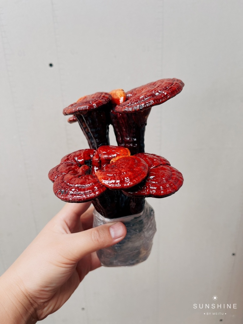 灵芝盆景林芝盆栽观赏植物高端大气上档次，送礼佳品。