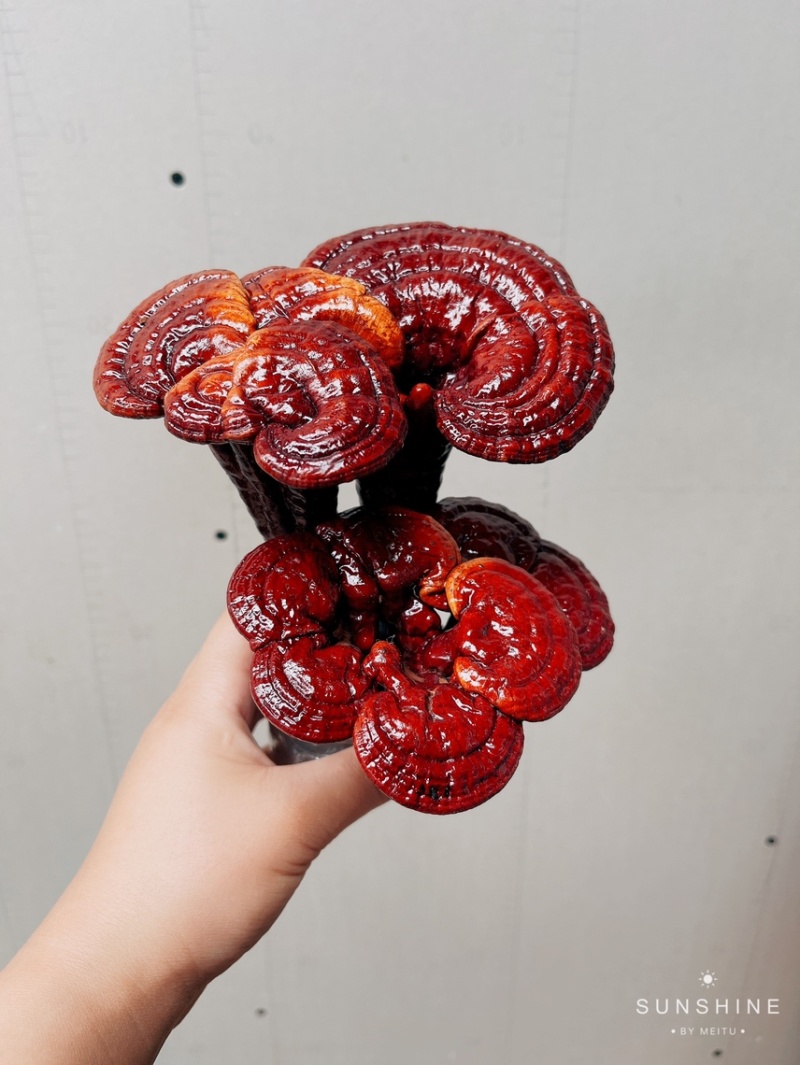 灵芝盆景林芝盆栽观赏植物高端大气上档次，送礼佳品。