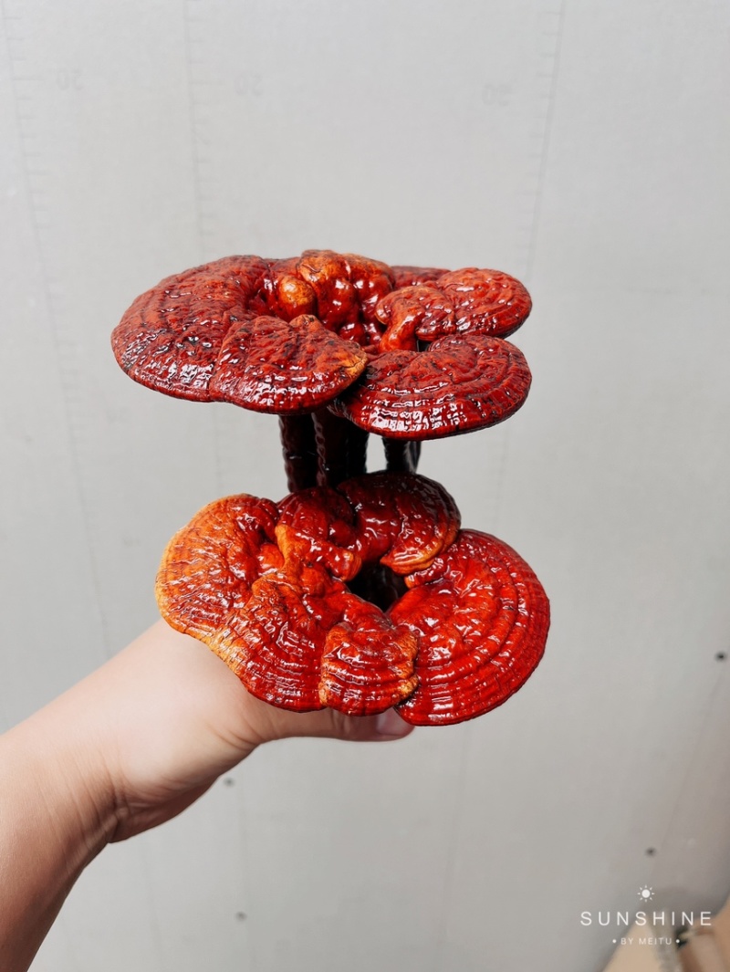 灵芝盆景林芝盆栽观赏植物高端大气上档次，送礼佳品。