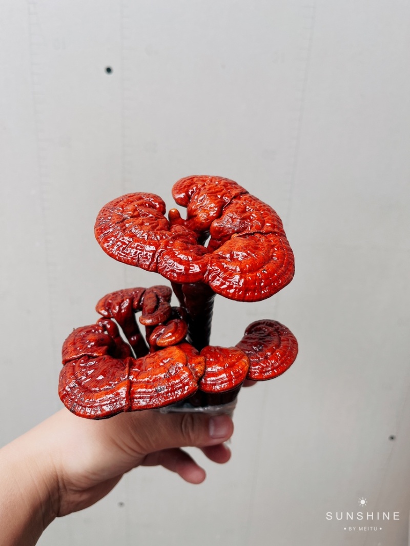 灵芝盆景林芝盆栽观赏植物高端大气上档次，送礼佳品。
