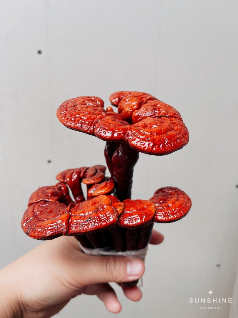 灵芝盆景林芝盆栽观赏植物高端大气上档次，送礼佳品。