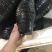 育苗杯营养钵加厚一次性育苗盆穴盆种植苗圃育苗花盆黑色营养