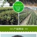 育苗杯营养钵加厚一次性育苗盆穴盆种植苗圃育苗花盆黑色营养