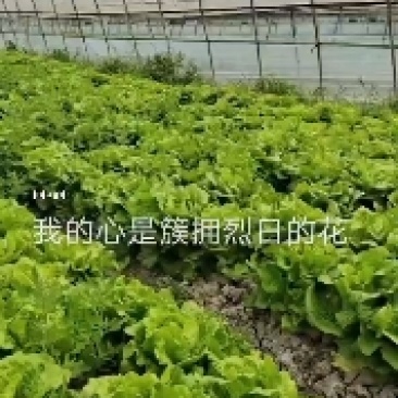 散叶生菜