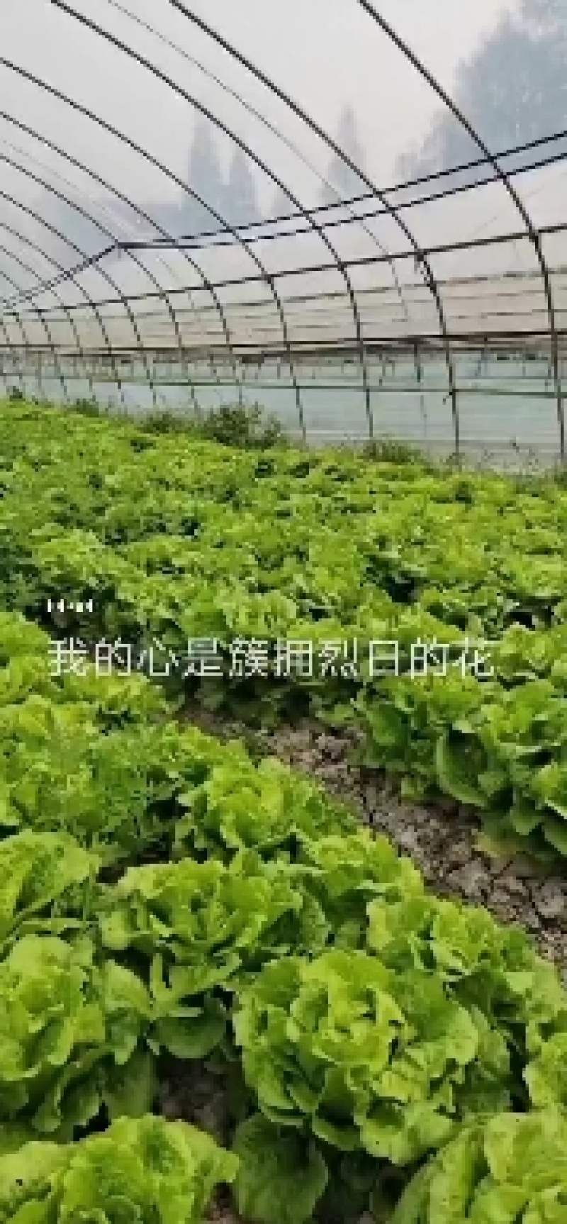 散叶生菜