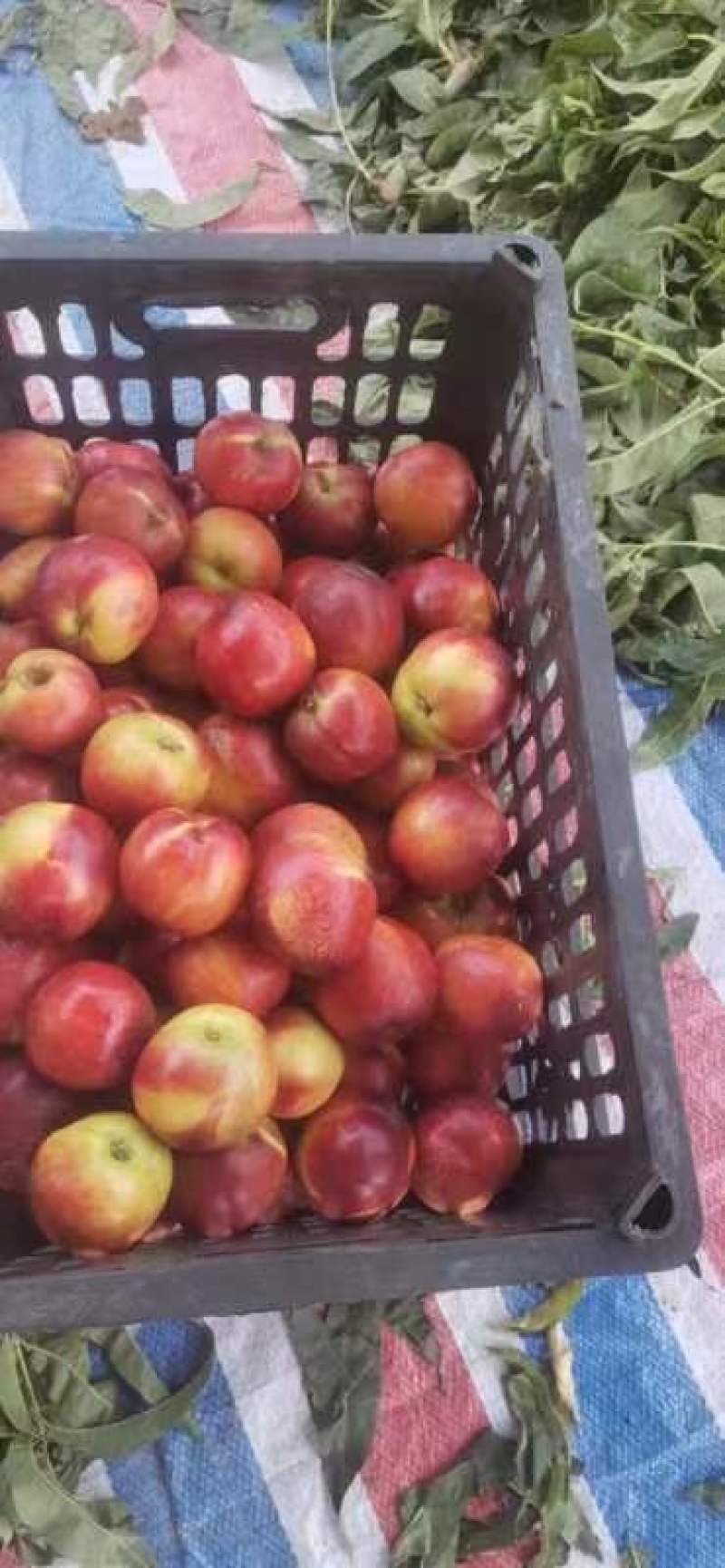 露天油桃批发黄皮黄心露天油桃大量上市一手货源全国发货