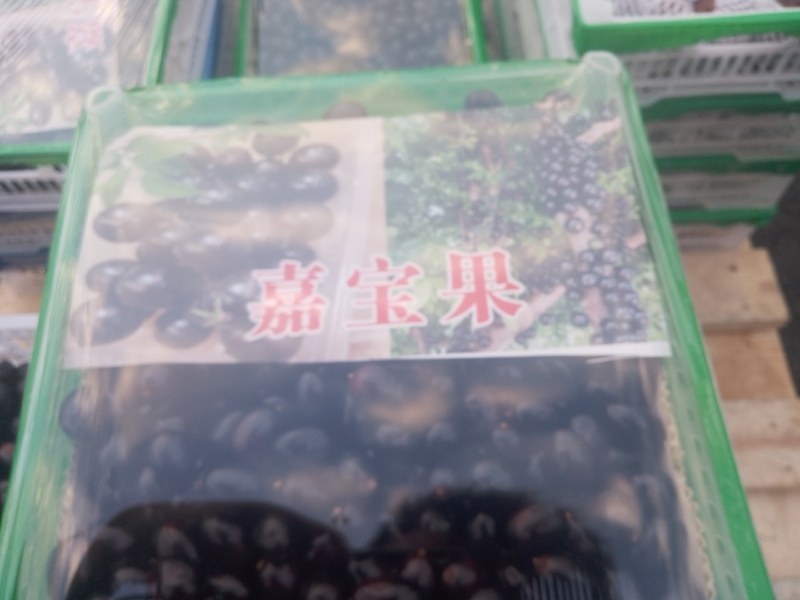 嘉宝果全国供应#市场批发超市电商平台盒马生鲜淘宝京东抖音