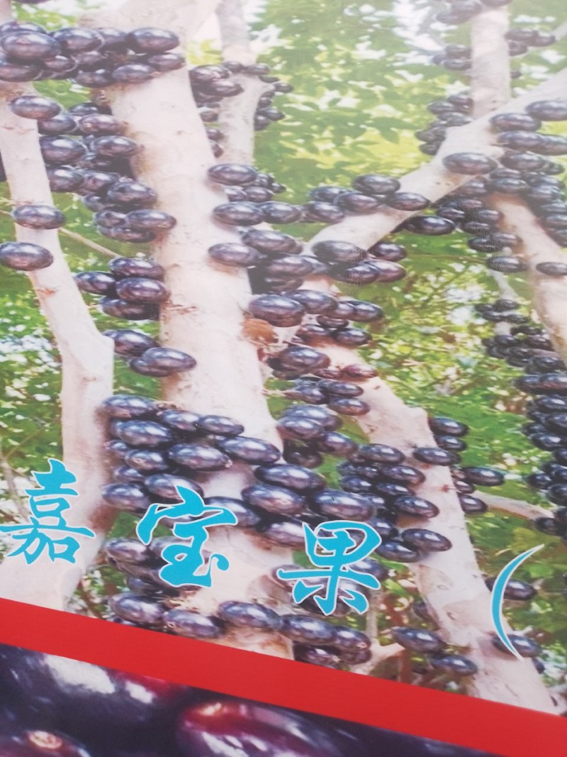 嘉宝果全国供应#市场批发超市电商平台盒马生鲜淘宝京东抖音