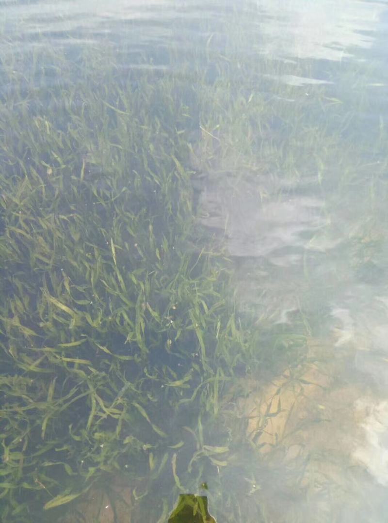 苦草纯子虾蟹鱼塘养殖专用高温水草增氧净化水质扁担韭菜