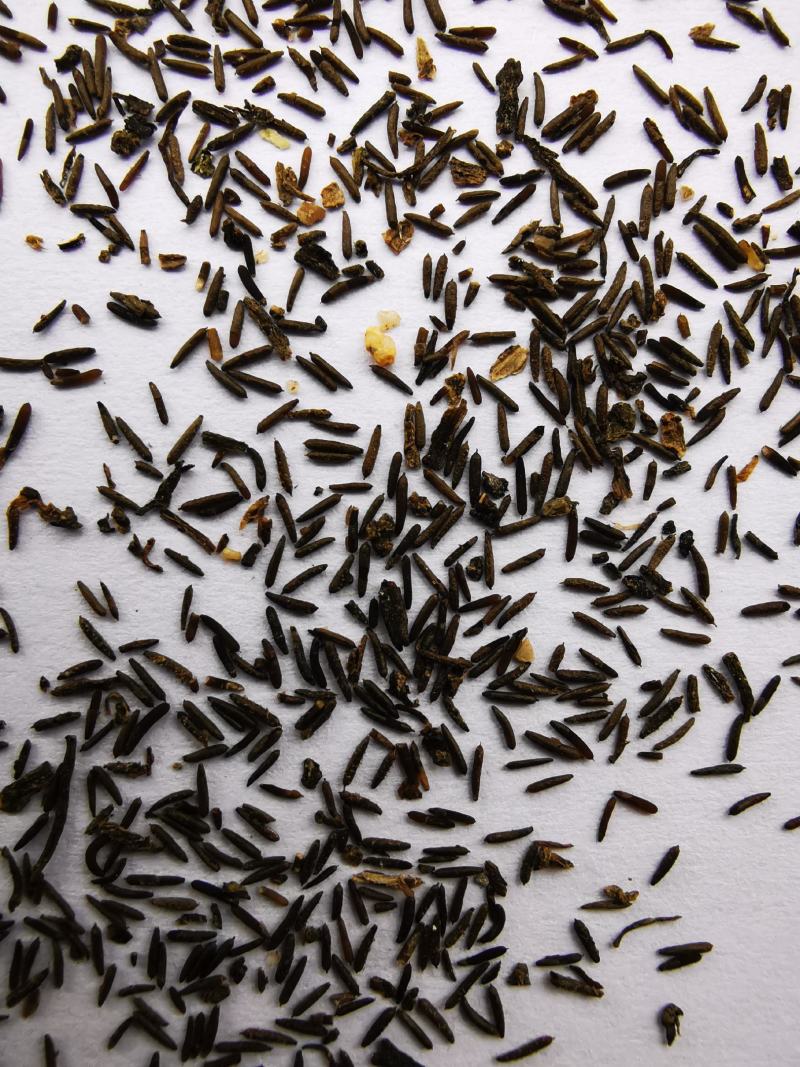 苦草纯子虾蟹鱼塘养殖专用高温水草增氧净化水质扁担韭菜