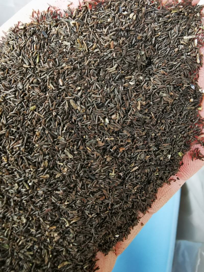 苦草纯子虾蟹鱼塘养殖专用高温水草增氧净化水质扁担韭菜