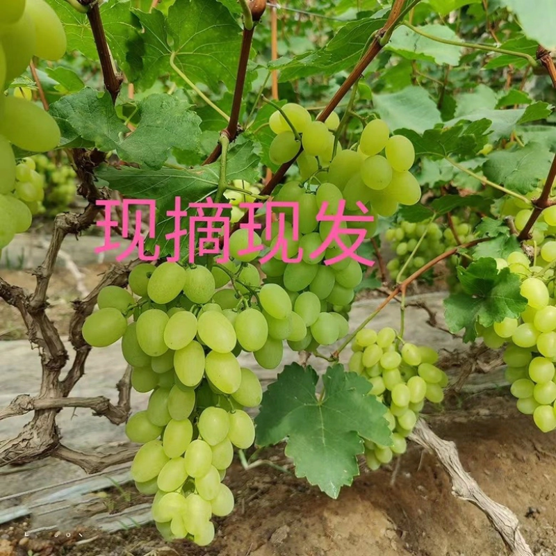 精品维多利亚葡萄，河北葡萄，产地直供口感卖相好供应全国