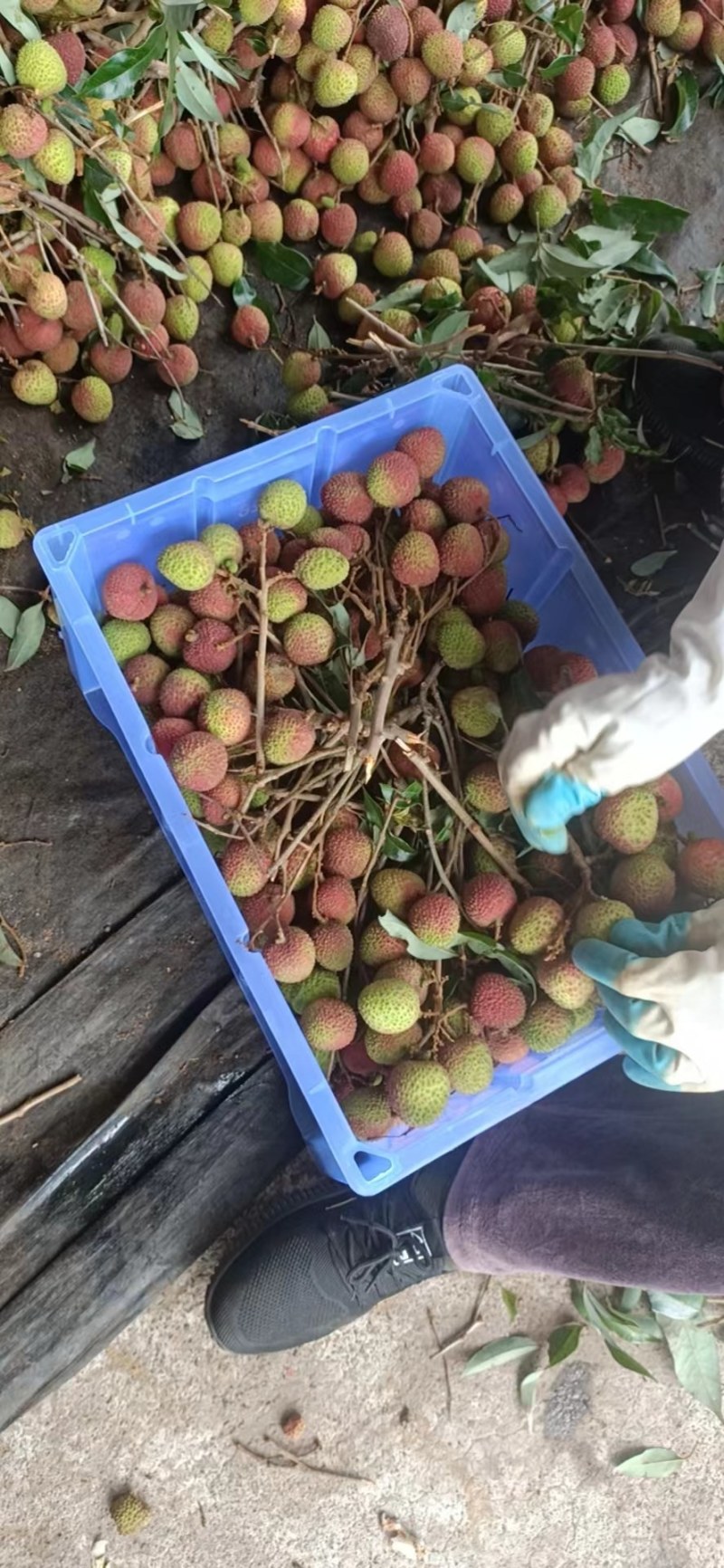 【牛商推荐】荔枝妃子笑大量有货，欢迎各地老板来电咨询订购