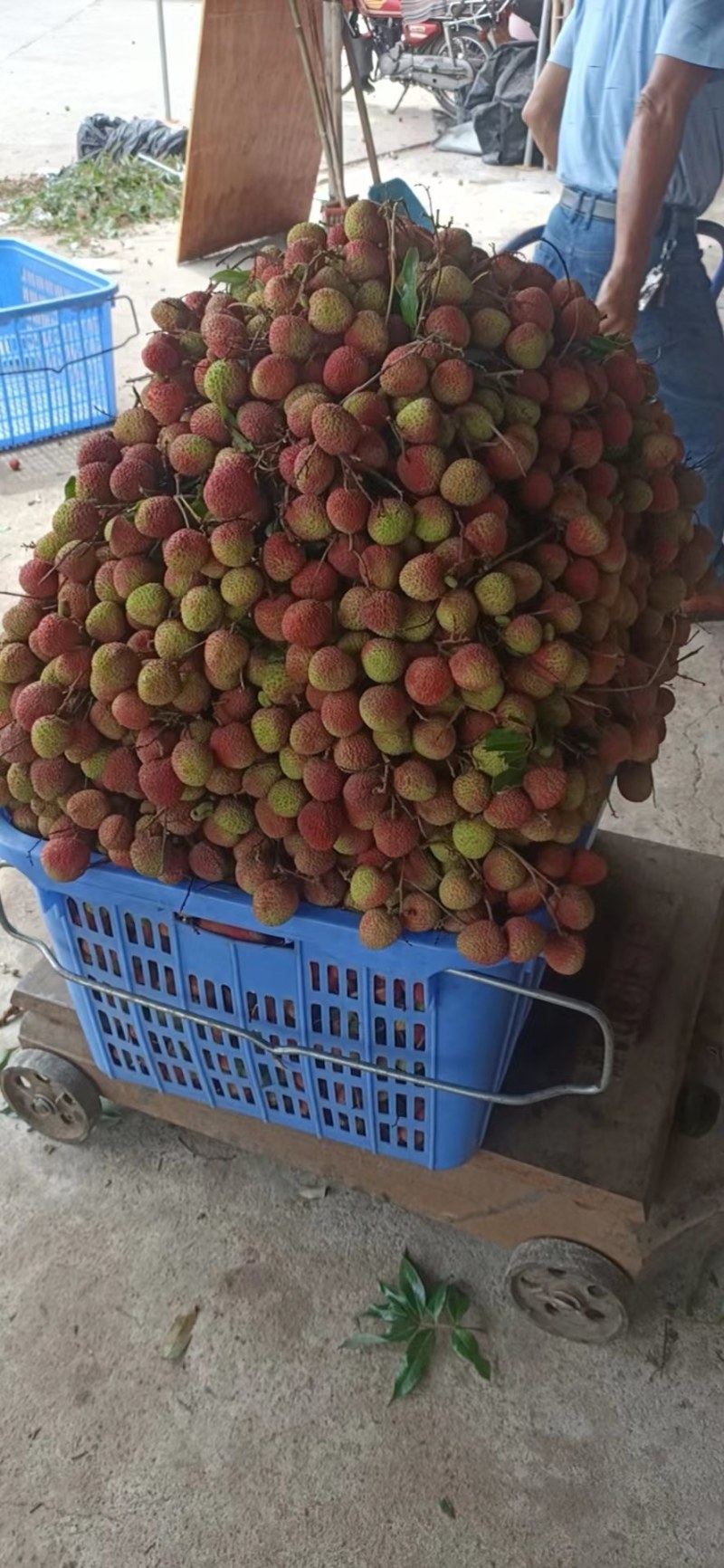 【牛商推荐】荔枝妃子笑大量有货，欢迎各地老板来电咨询订购