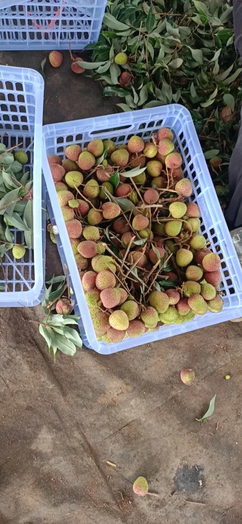 【牛商推荐】荔枝妃子笑大量有货，欢迎各地老板来电咨询订购