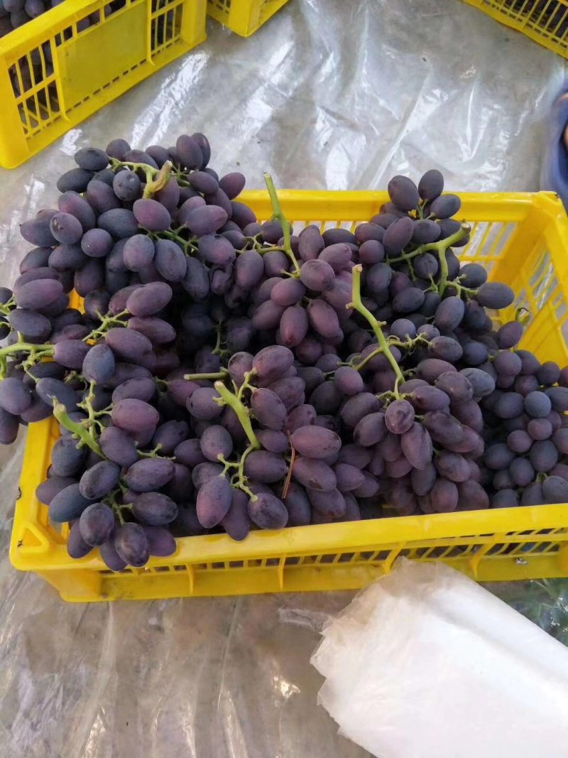 A17紫甜无核葡萄，河北饶阳葡萄新鲜上市，现摘现发！大量