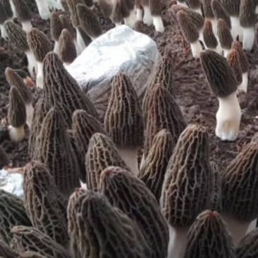 每年大量供应羊肚菌母种，原种，栽培种欢迊全国各地用户光临