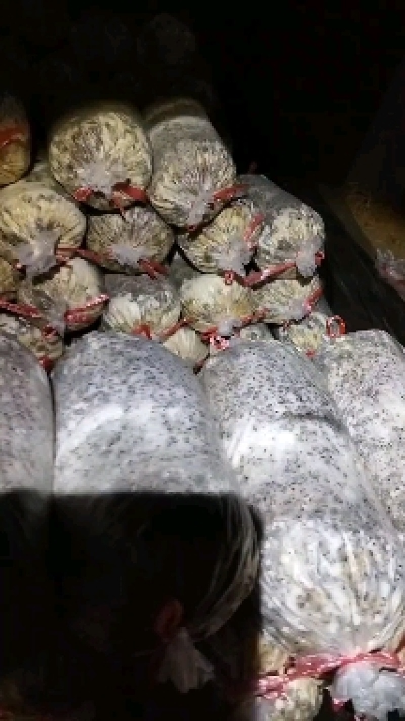 每年大量供应羊肚菌母种，原种，栽培种欢迊全国各地用户光临