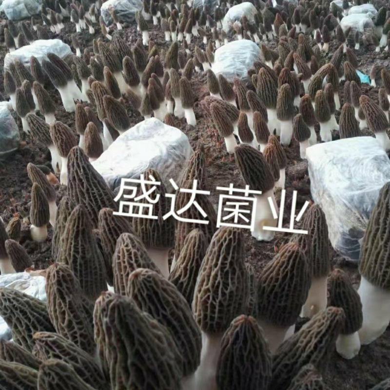 每年大量供应羊肚菌母种，原种，栽培种欢迊全国各地用户光临