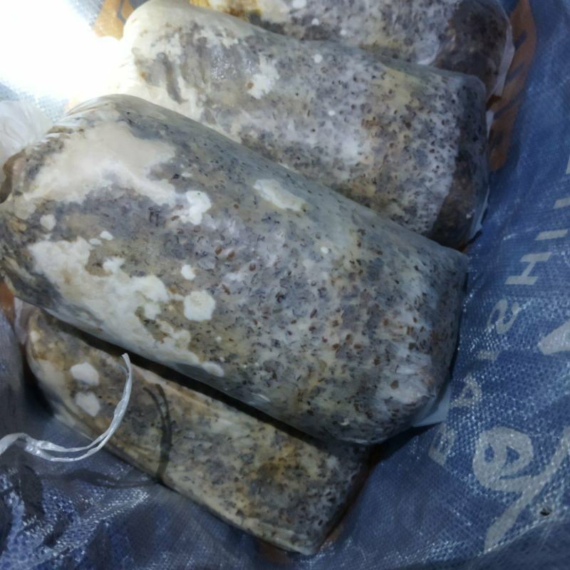 每年大量供应羊肚菌母种，原种，栽培种欢迊全国各地用户光临