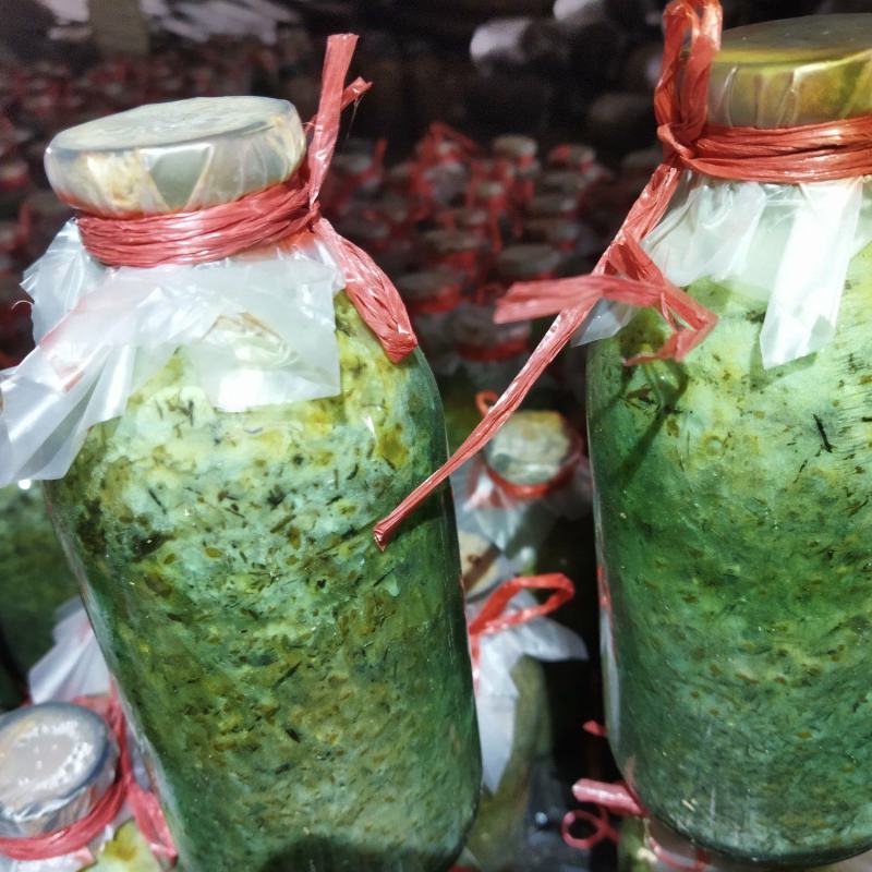 每年大量供应羊肚菌母种，原种，栽培种欢迊全国各地用户光临