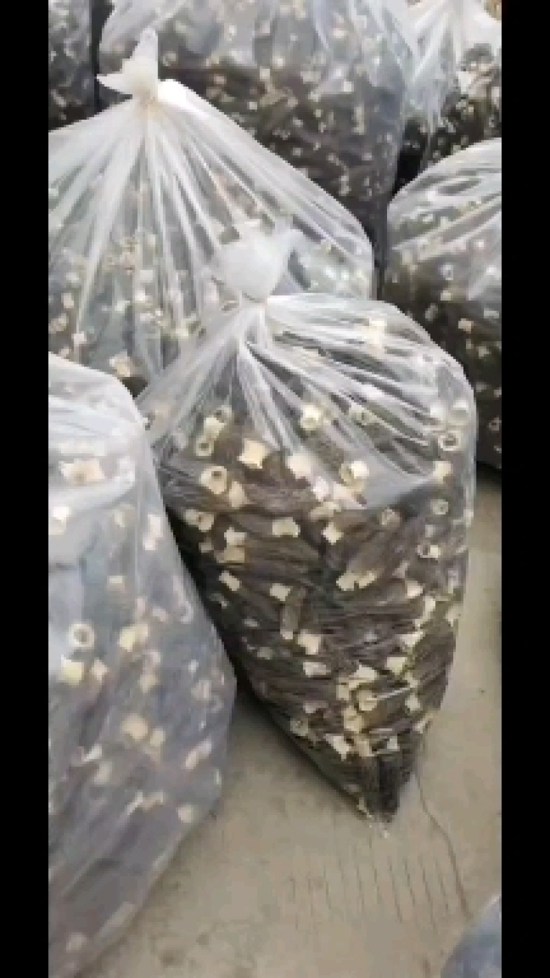 每年大量供应羊肚菌母种，原种，栽培种欢迊全国各地用户光临