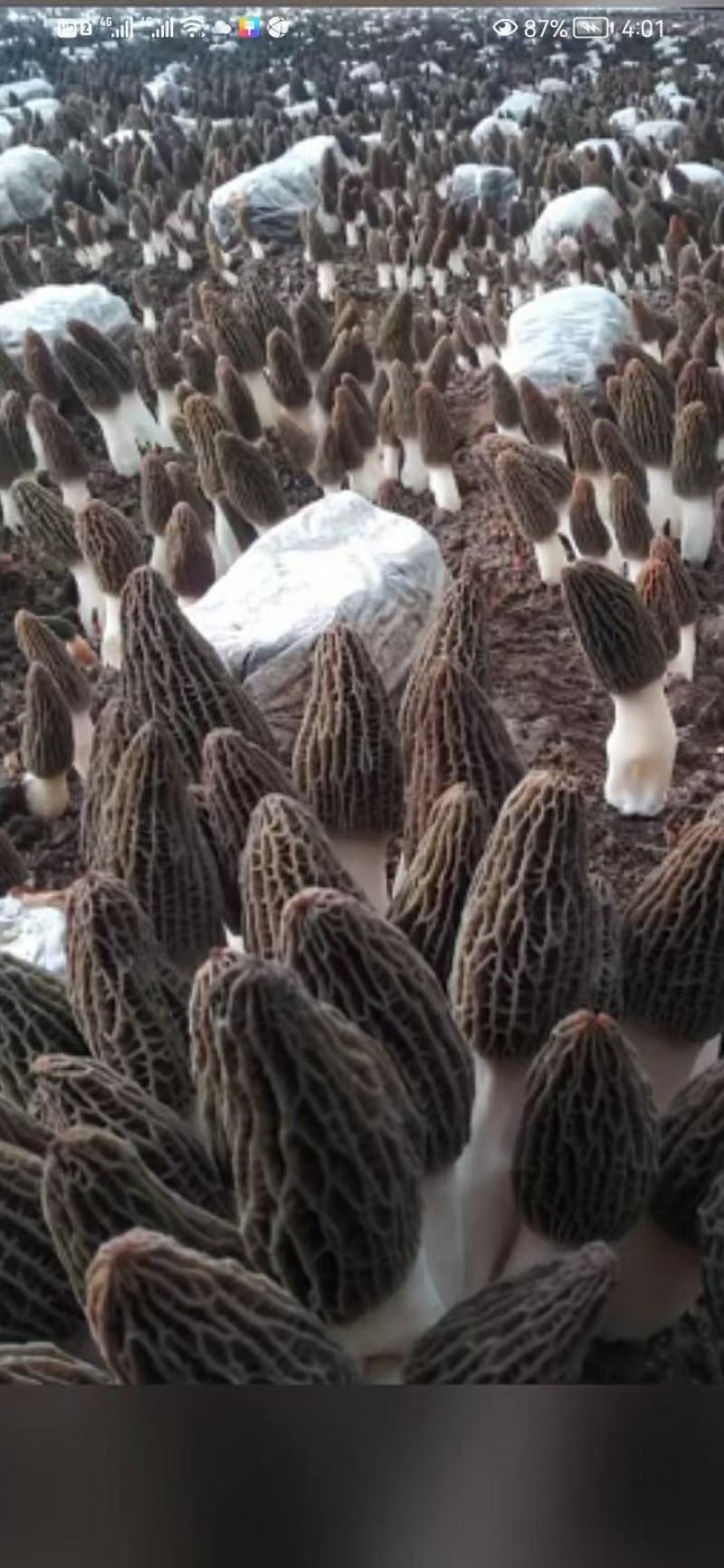每年大量供应羊肚菌母种，原种，栽培种欢迊全国各地用户光临