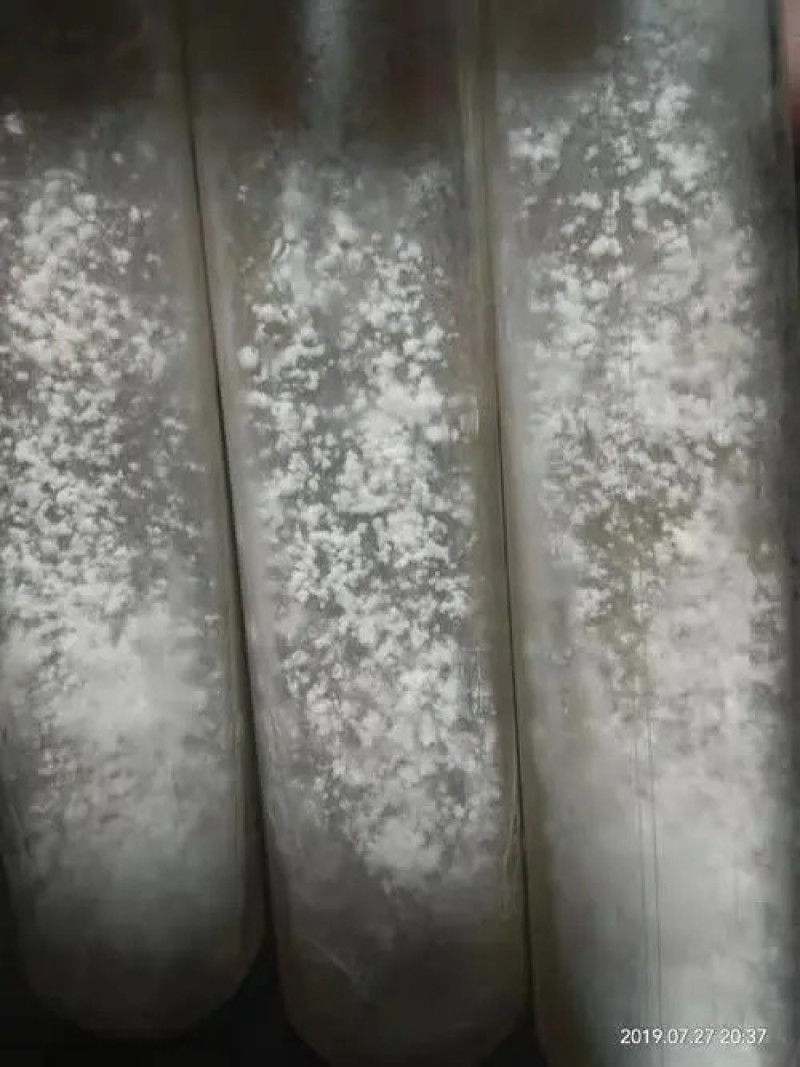 每年大量供应羊肚菌母种，原种，栽培种欢迊全国各地用户光临